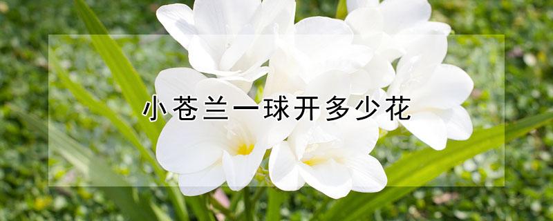 小苍兰一球开多少花（小苍兰种球多大能开花）