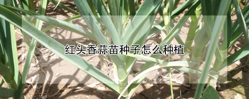 红头香蒜苗种子怎么种植（红头香蒜苗种子怎么种植图片）