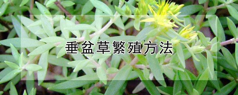 垂盆草繁殖方法 垂盆草繁殖方法视频