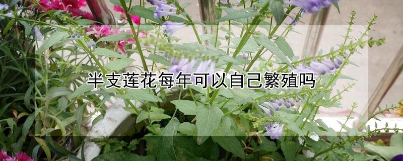 半支莲花每年可以自己繁殖吗（半支莲花每年可以自己繁殖吗图片）