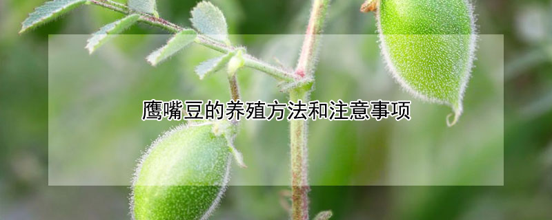 鹰嘴豆的养殖方法和注意事项 鹰嘴豆怎么种植方法