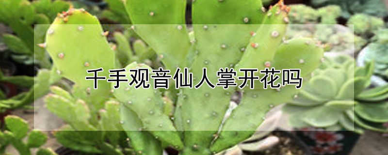 千手观音仙人掌开花吗（千手观音仙人掌开花吗?多久能开）