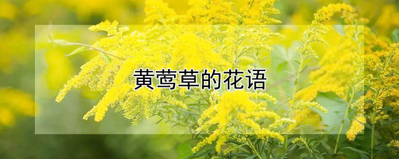 黄莺草的花语 黄莺草的花语是什么