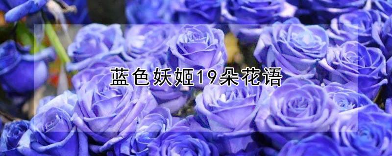 蓝色妖姬19朵花语 蓝色妖姬19朵的含义