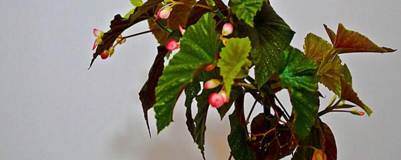 银星海棠怎么能开花（银星海棠花期有多长）