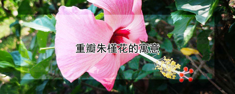 重瓣朱槿花的寓意（朱槿花和扶桑花的区别）