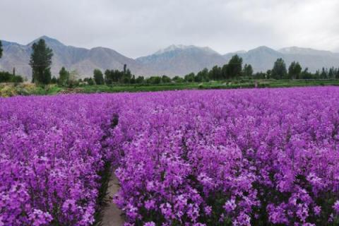 蓝香芥怎么种