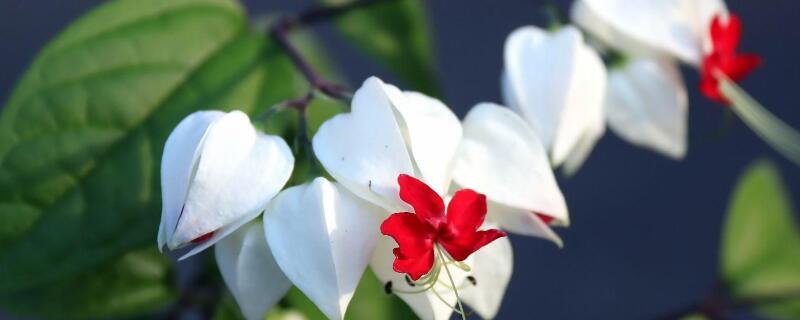 龙吐珠花没开骨朵就掉 龙吐珠花没开骨朵就掉了怎么办