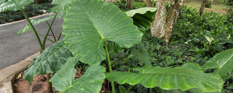 大野芋怎样盆养（大野芋怎样盆养最好）