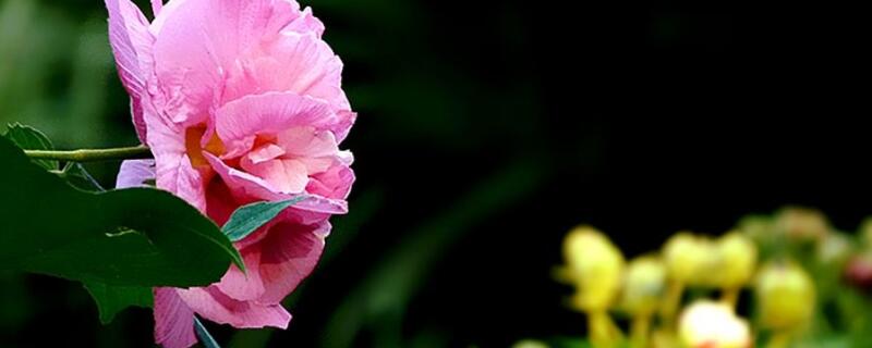 草本芙蓉花怎么养栽培 草本芙蓉花怎么养栽培的