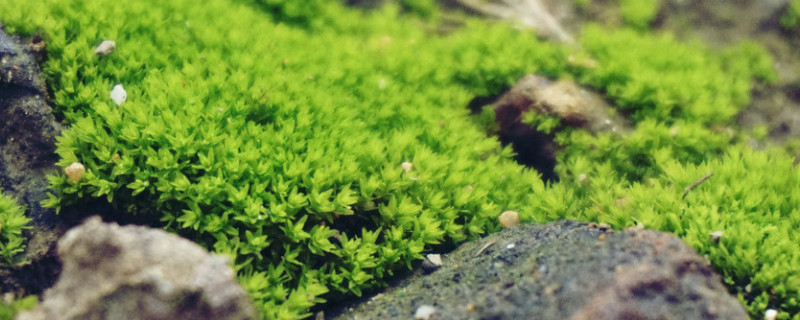 苔藓种子怎么种植方法（苔藓种子怎么种植方法图解）