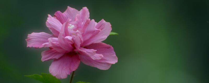 北方家里木槿花怎么养（北方家里木槿花怎么养越冬）