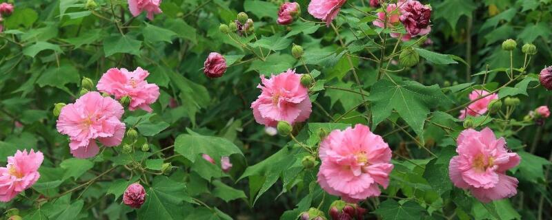 芙蓉花开过了怎么处理 芙蓉花开过了怎么处理干净