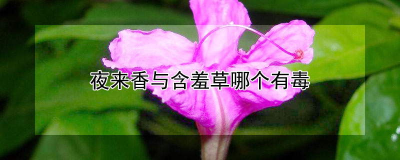 夜来香与含羞草哪个有毒 夜来香与含羞草哪个有毒些