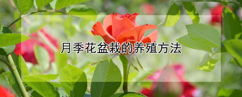 月季花盆栽的养殖方法（月季花盆栽的养殖方法和注意事项视频）