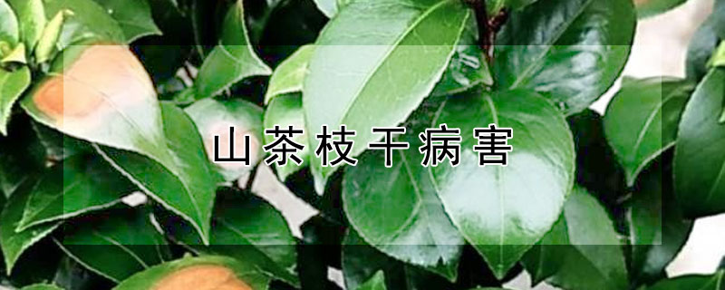 山茶枝干病害（山茶枝干病害图片）