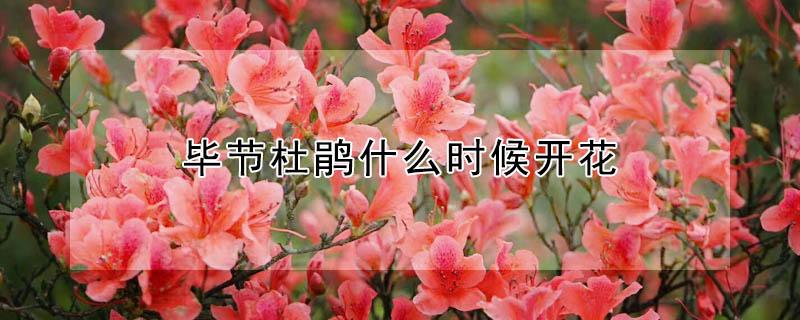 毕节杜鹃什么时候开花（毕节杜鹃花开的时间）