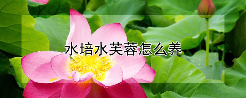 水培水芙蓉怎么养（水培芙蓉怎么移栽）