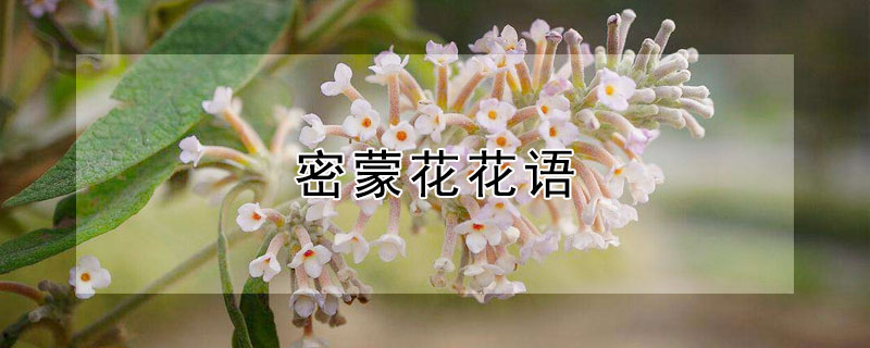 密蒙花花语 密蒙花名字来源