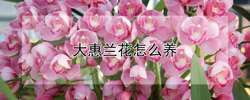 大惠兰花怎么养（大惠兰花怎么养才能开花）