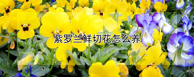 紫罗兰鲜切花怎么养（紫罗兰鲜花切养护方法）