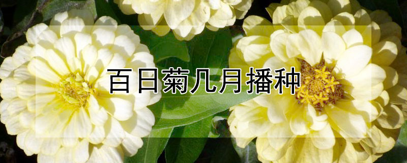 百日菊几月播种 百日菊几月播种最好