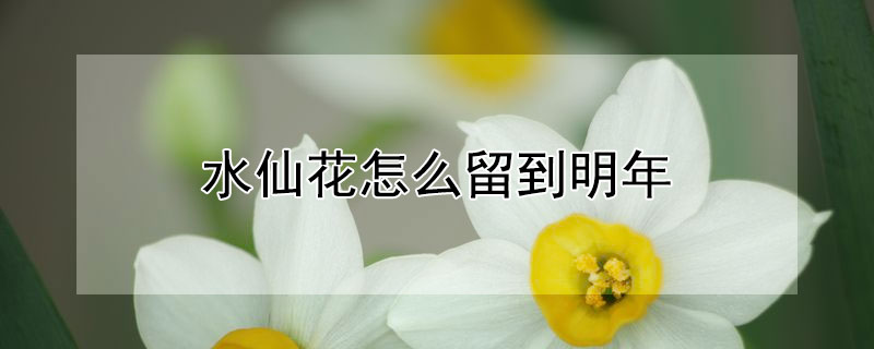 水仙花怎么留到明年 水仙花怎么留到明年才开花