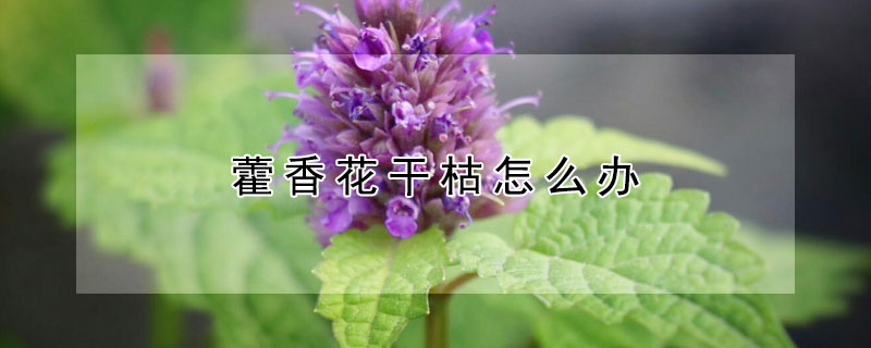 藿香花干枯怎么办 藿香花干枯怎么办视频