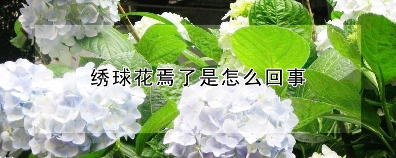 绣球花焉了是怎么回事（绣球花花焉了）