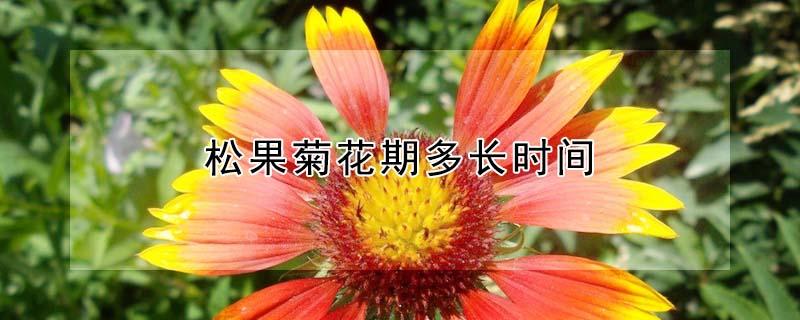 松果菊花期多长时间 松果菊花期有多长