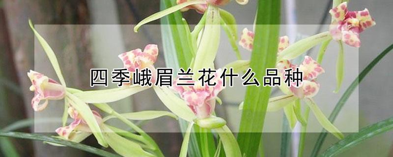 四季峨眉兰花什么品种（四季峨眉兰花什么品种好看）