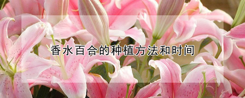 香水百合的种植方法和时间（香水百合一年开几次花）