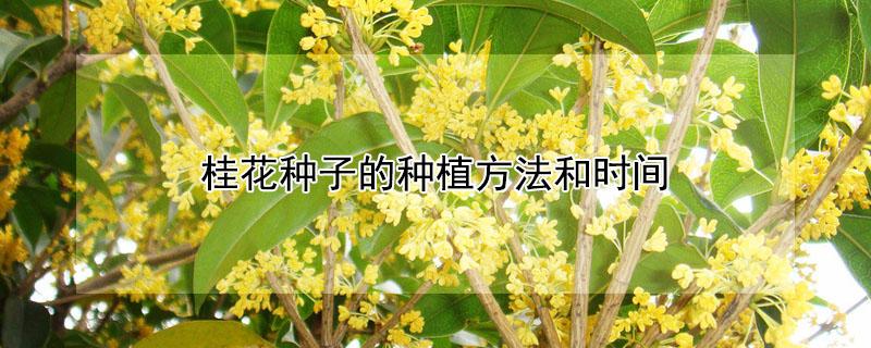 桂花种子的种植方法和时间（桂花种子的种植方法和时间视频）