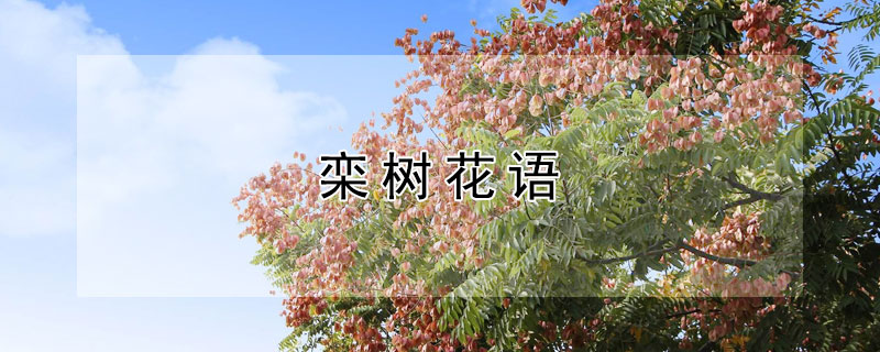 栾树花语（栾树花语:奇妙震撼、绚烂一生）