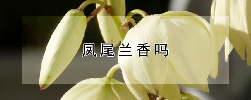 凤尾兰香吗（凤尾兰香不香）