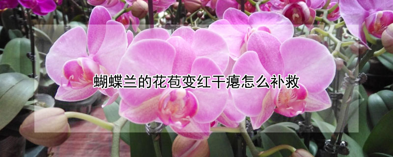 蝴蝶兰的花苞变红干瘪怎么补救（蝴蝶兰的花苞变红干瘪怎么办）