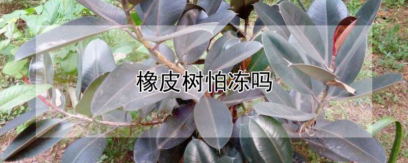 橡皮树怕冻吗（橡皮树怕冻不怕冻）