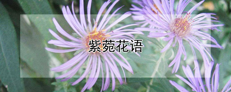 紫菀花语 联毛紫菀花语