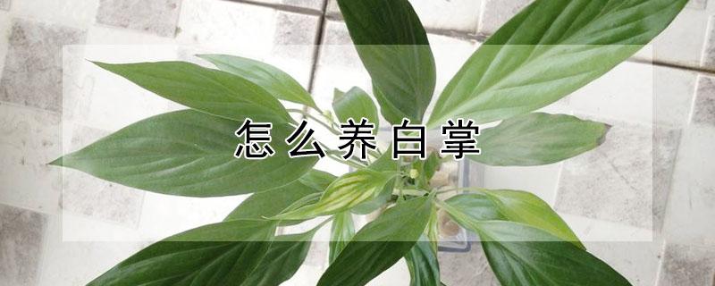 怎么养白掌（怎么养白掌花）