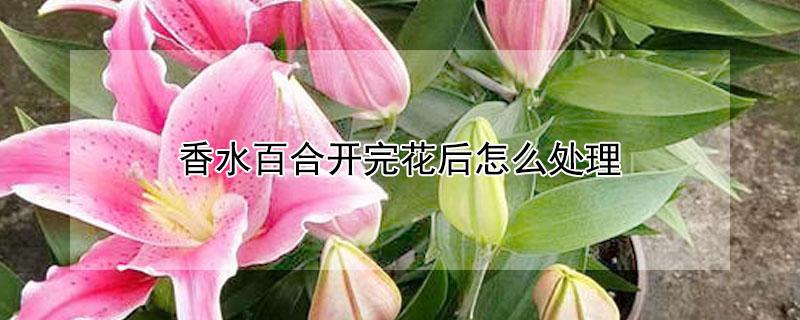 香水百合开完花后怎么处理 香水百合开完花后怎么处理盆栽