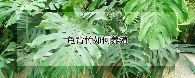 龟背竹如何养殖（龟背竹如何养殖和浇水）