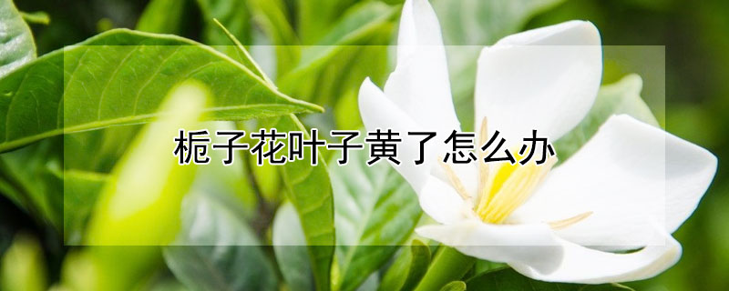 栀子花叶子黄了怎么办（栀子花的叶子发黄是怎么回事）