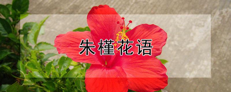 朱槿花语（朱槿花语阅读理解）