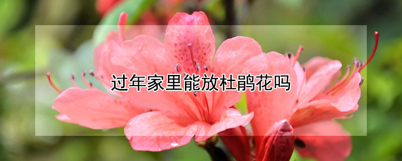 过年家里能放杜鹃花吗（过年家里能放杜鹃花吗风水好吗）