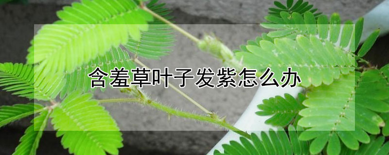 含羞草叶子发紫怎么办（含羞草叶子发紫怎么办视频）