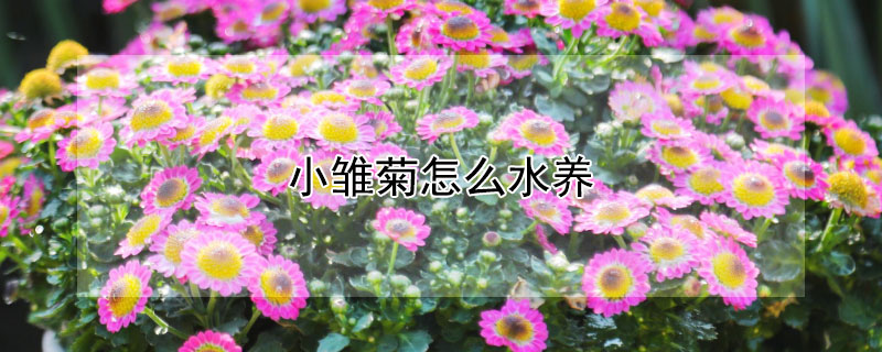 小雏菊怎么水养（小雏菊怎么养水里）