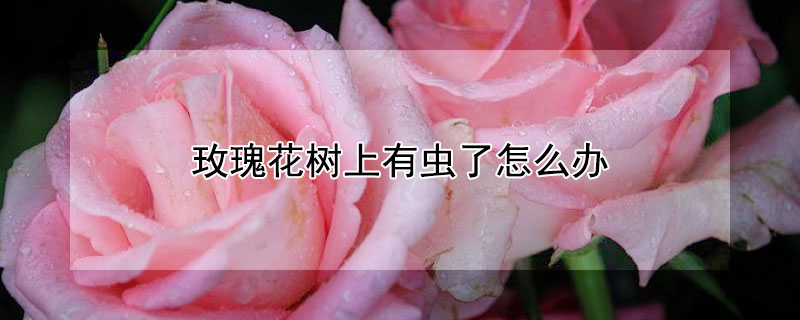 玫瑰花树上有虫了怎么办（玫瑰花树上有虫了怎么办呢）