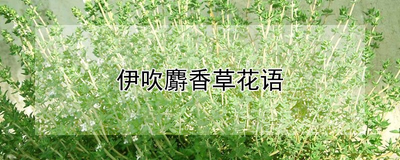 伊吹麝香草花语 麝香草的花语