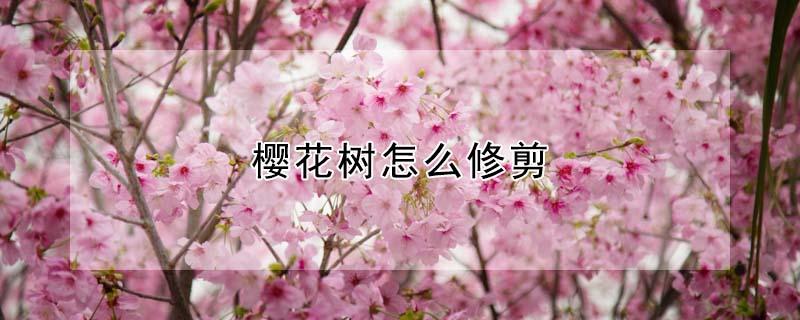 樱花树怎么修剪 樱花树怎么修剪才好看