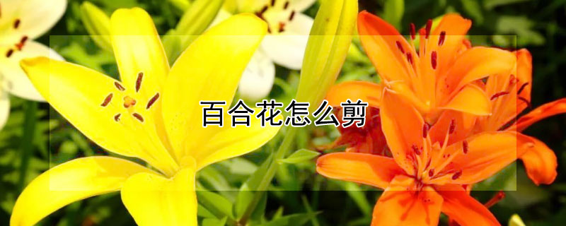 百合花怎么剪（百合花怎么剪枝）